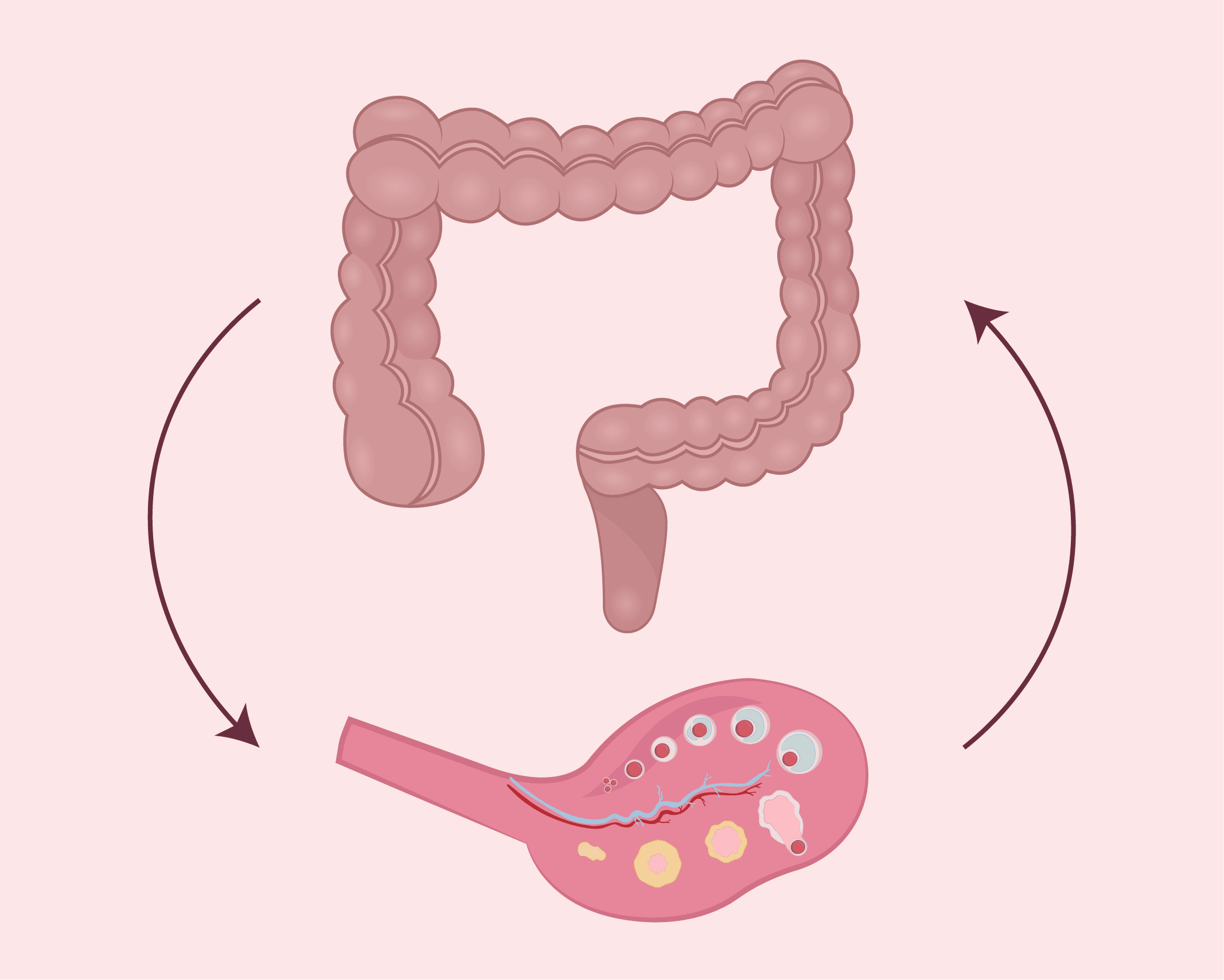 Your Gut: The Secret To Hormonal Health