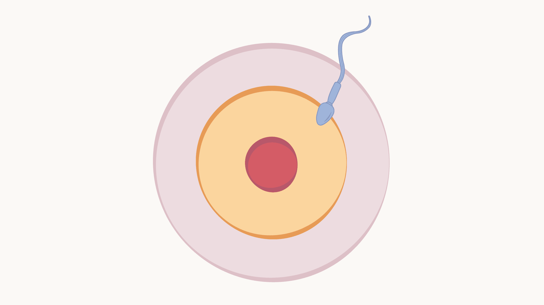 How Pregnancy Happens