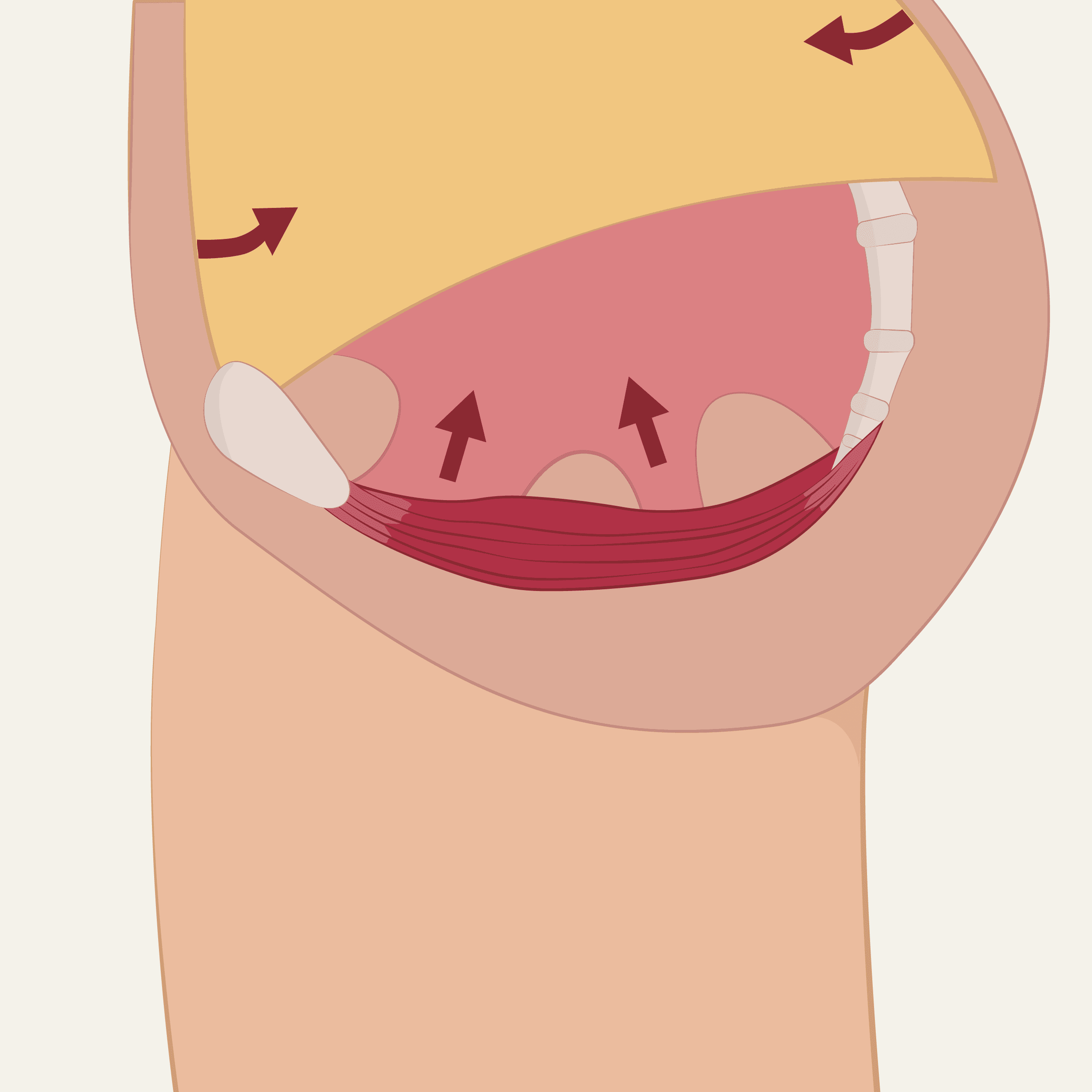 Kegel 1: Holding Pee