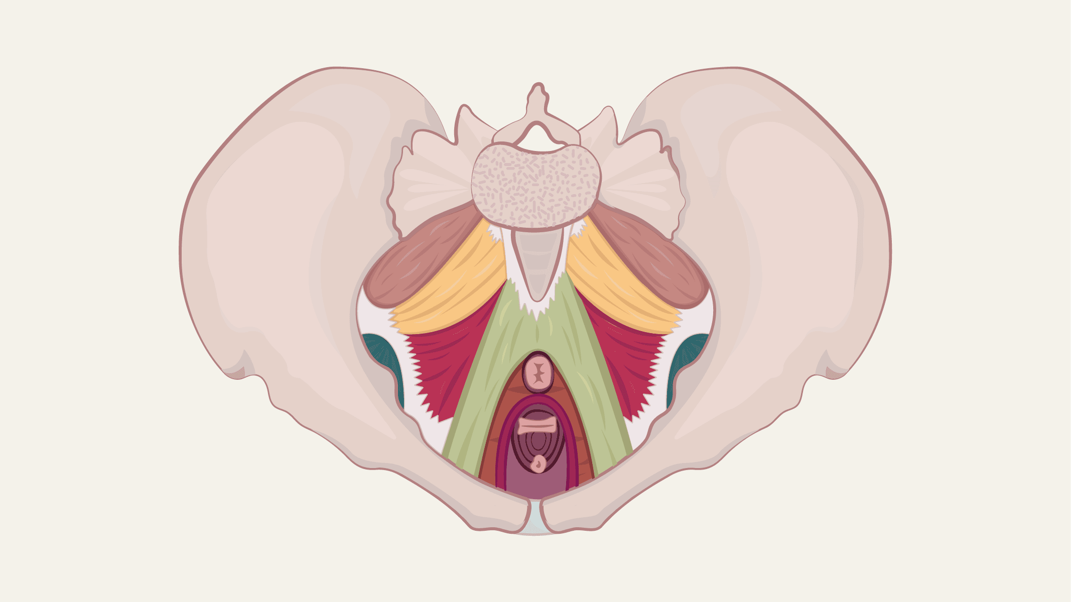 Your Pelvic Floor